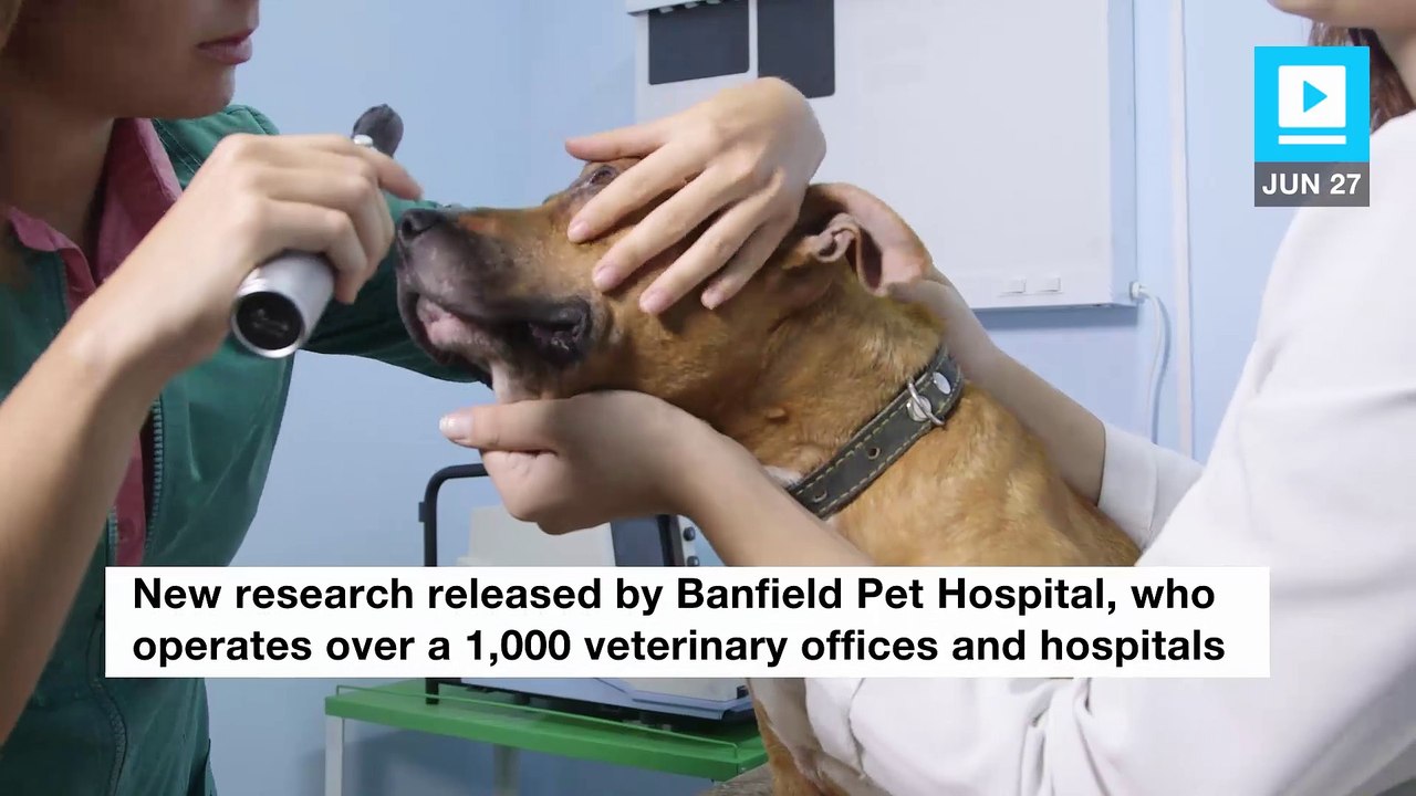 New research finds pets in America are getting fatter