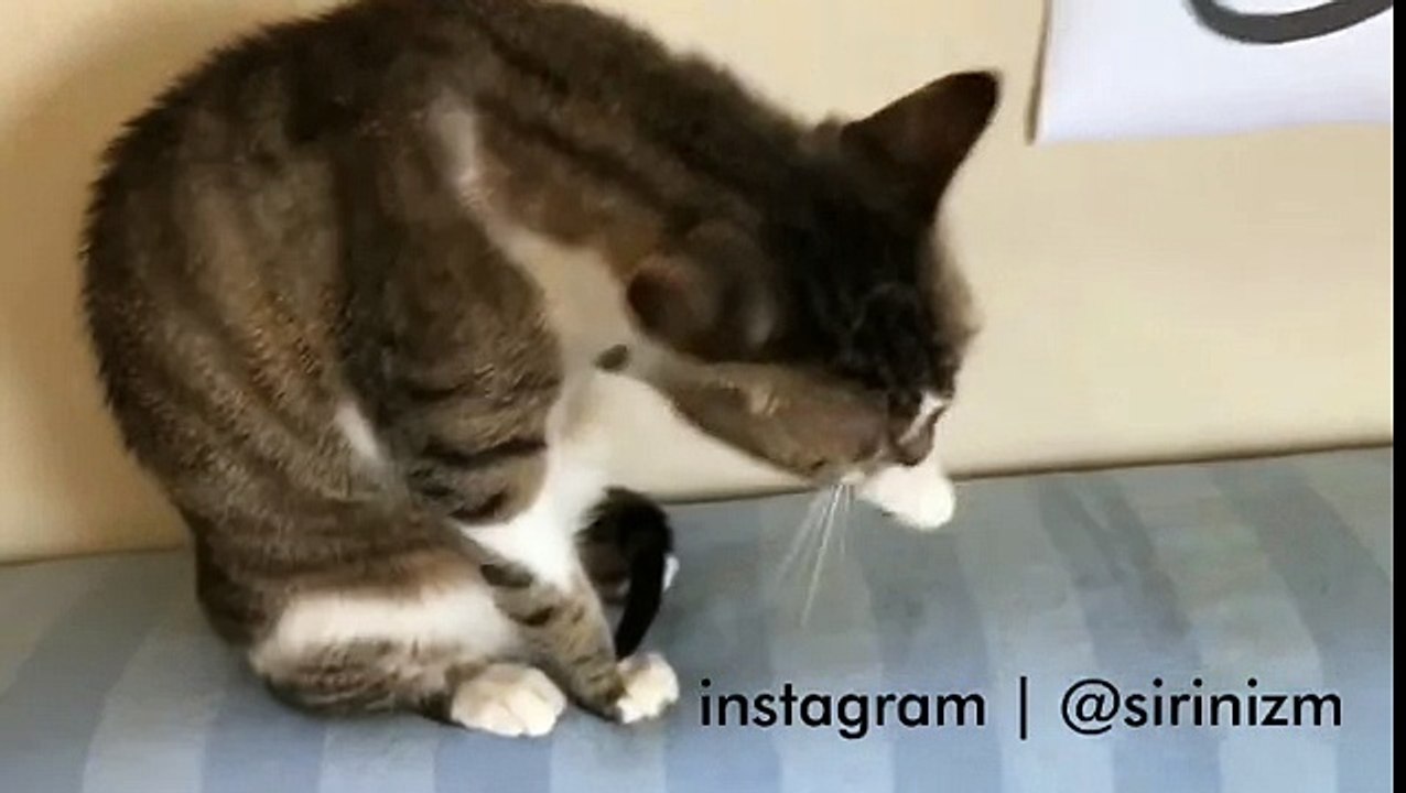 El öpüp bayram kutlayan kedi