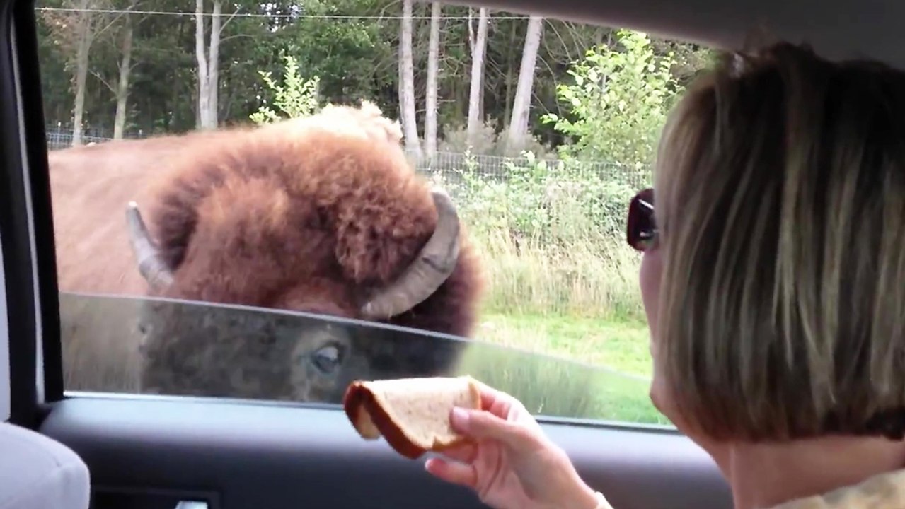 Nourrir un buffle depuis la fenêtre d'une voiture