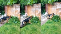 Un chien berger allemand a trouvé un intrus dans le jardin