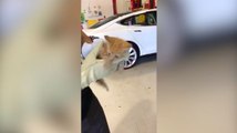 Un homme sauve un chaton coincé dans une voiture !