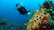 Dive the Cayman Islands with Caradonna Adventures
