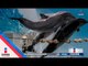 ¡Adiós a los delfinarios! Quieren cerrar TODOS los espectáculos con delfines | Noticias con Ciro