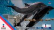 ¡Adiós a los delfinarios! Quieren cerrar TODOS los espectáculos con delfines | Noticias con Ciro