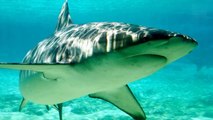 Top 10 Los tiburónes más peligrosos del mundo, ordenados por especie...