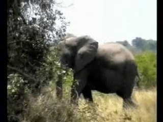 Sauvons les hippos (2005 Virunga RDC)