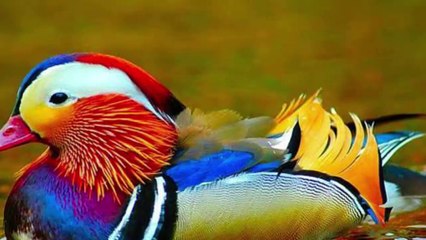 Uyên Ương & Những Chú 'Chim' Non Dũng Cảm Nhất