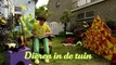 Dirk Scheele Dieren in de tuin Huis, tuin en keukenavonturen