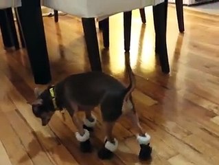 When The  Dogs Walk With Shoes