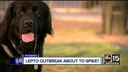 Leptospirosis making resurgence in Valley; concerns for dogs, people