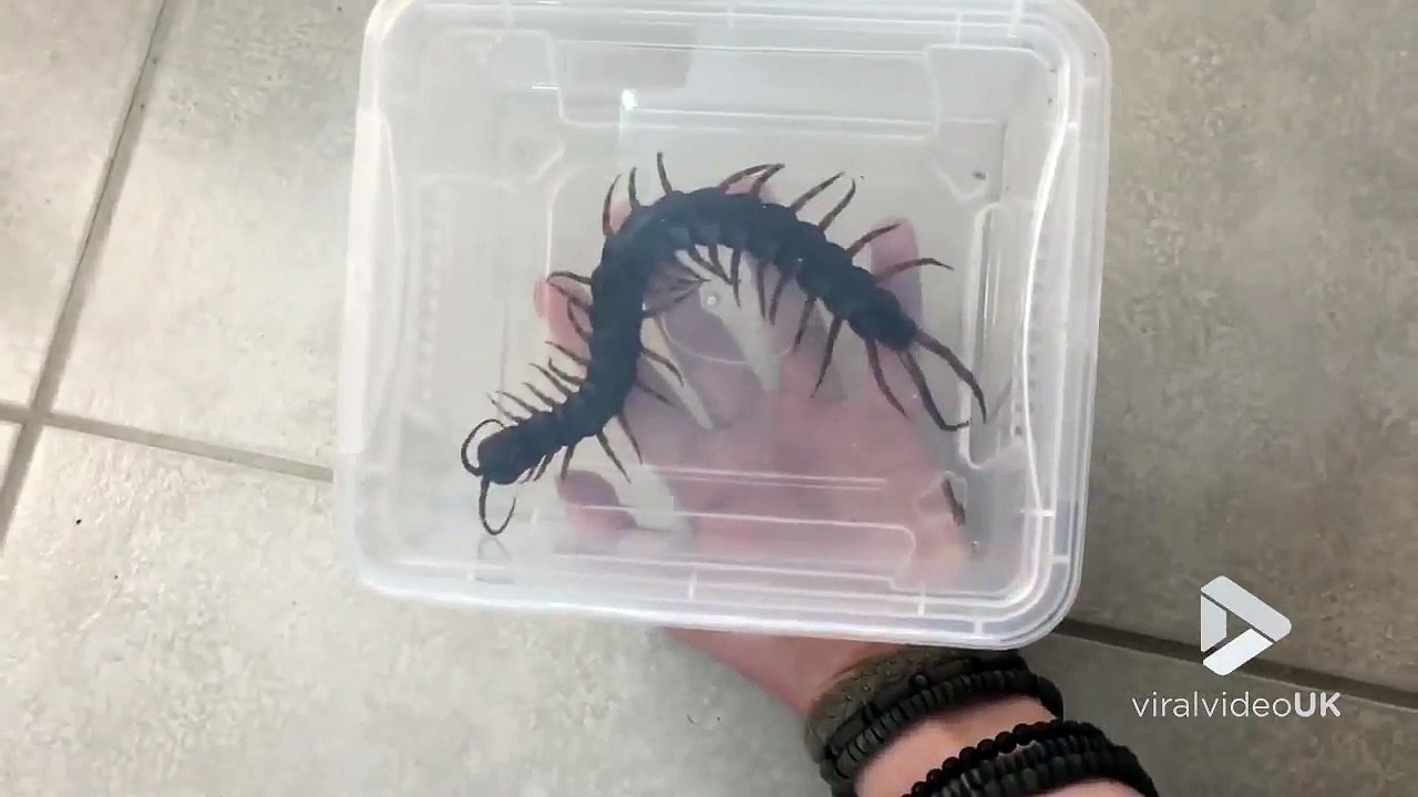 Vous avez dejà vu un Mille-pattes géant de cette taille...