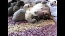 Kittens Talking and Playing wir Moms Compilation _ Cat mom hugs baby kitten