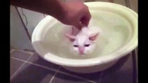 Funny Cats Enjoying Bath _That LOVE Water Compilation