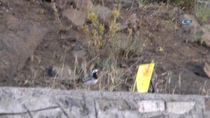 Ayna Meraklısı Kuş Görenleri Şaşırtıyor