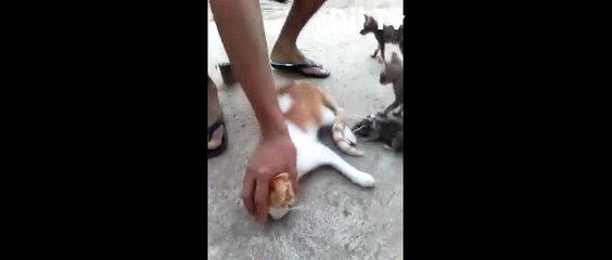 best funny videos very funny you can't stop laugh