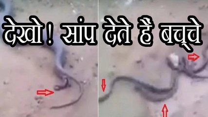देखो सांप ने दिया 15 बच्चे को जन्म | Video