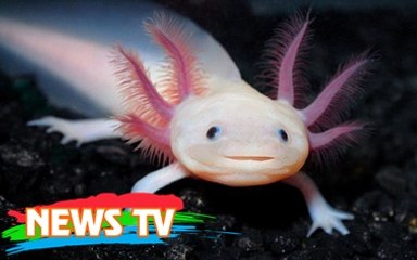 Những loài động vật có khả năng siêu phàm