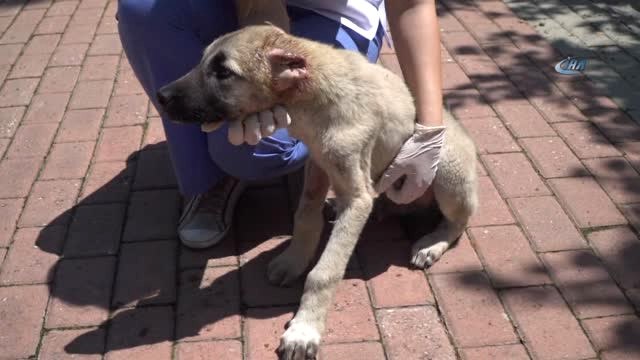 Kulağı Kesilen Köpeğe Belediye Sahip Çıktı