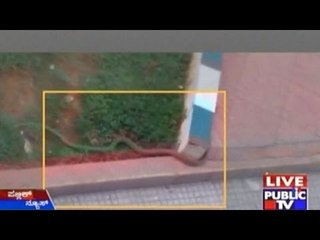 People Panic After Snake Enters Into Court Premises