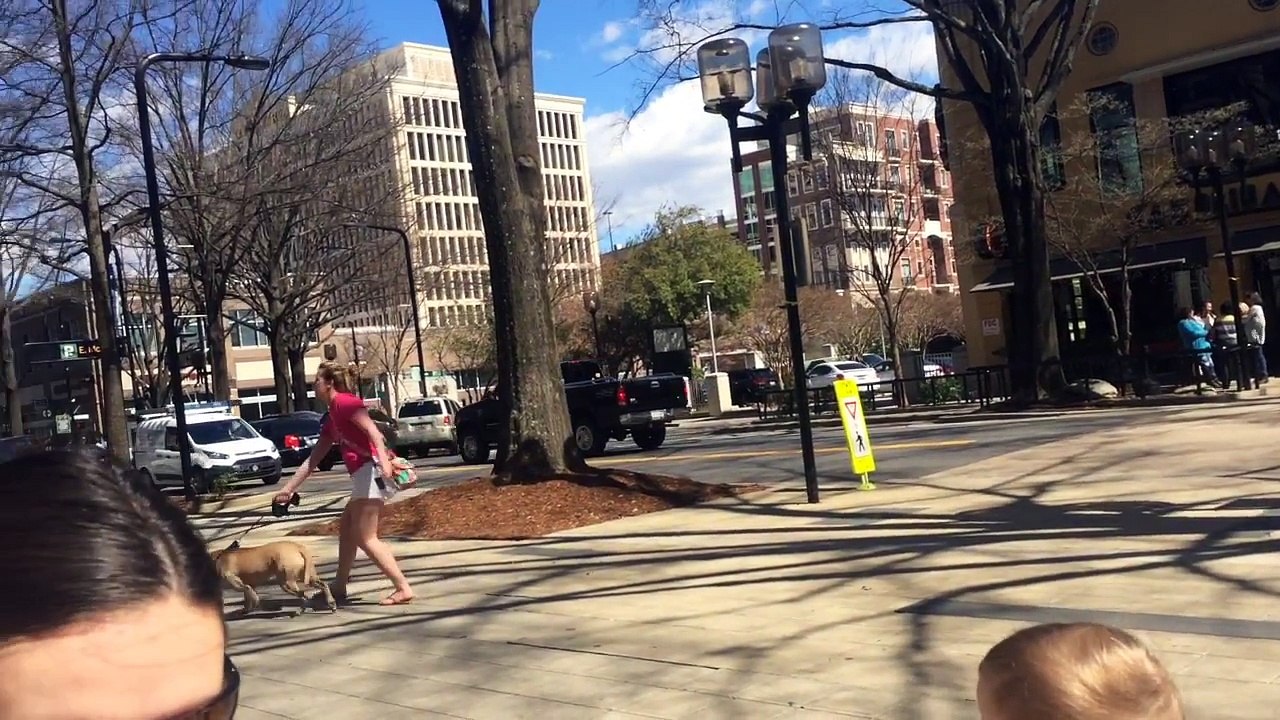 Difference Between a Well Trained Dog and an Untrained Dog.