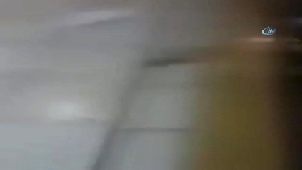 Köpek Eğitmenin Burnunu Isırıp Kırdı