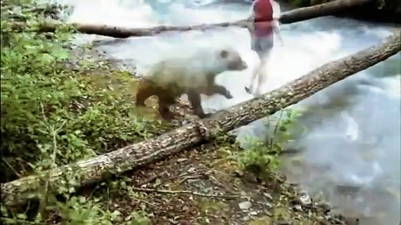 Bears of the Last Frontier (Part 2): The Road North (PBS Nature Documentary)