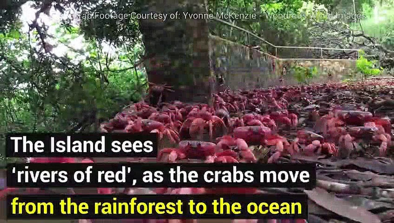 The Christmas Island Miracle: The Migration of the Bright Red Crab