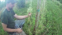 Simple Method to grow willow cuttings