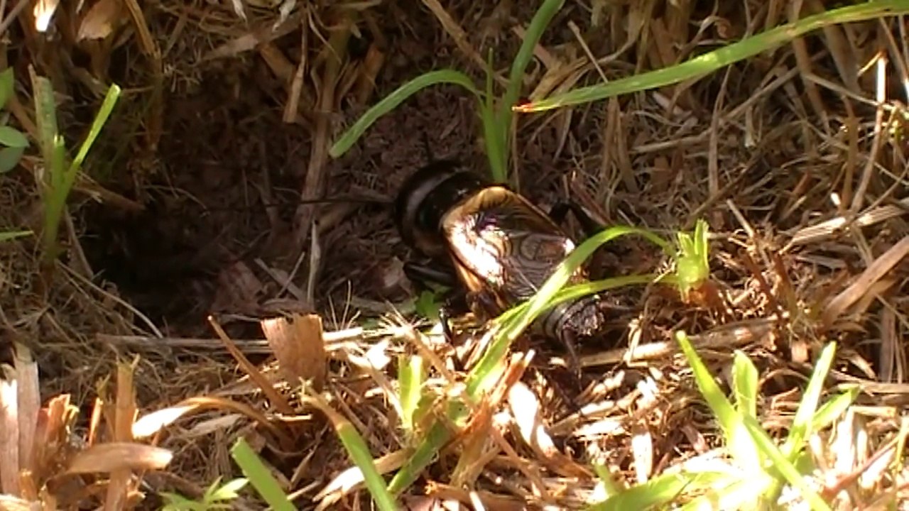 Chant du grillon  des champs ou grillons champêtre.( Gryllidae )