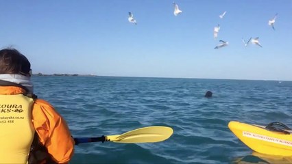 Cette bataille entre une pieuvre et un phoque est absolument épique !