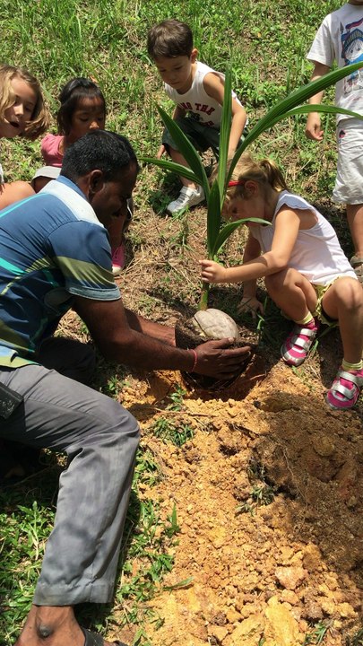 plantation coco 2