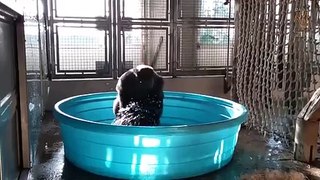 Un gorille s’amuse en dansant dans une piscine