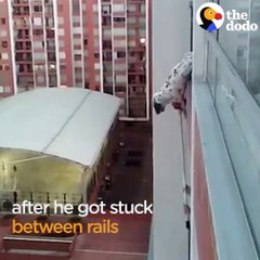 A dog was dangling from this balcony — so the guy on