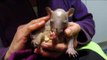 Adorable Baby Wombat Gets Hemp Oil Massage to Keep Skin Healthy