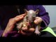 Adorable Baby Wombat Gets Hemp Oil Massage to Keep Skin Healthy