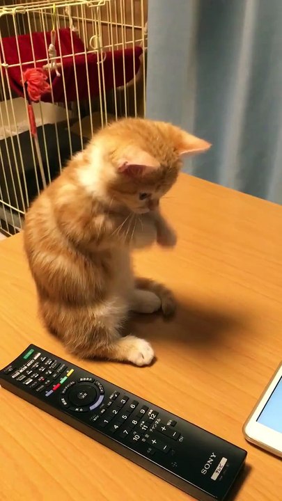 Just a tiny kitten getting excited over virtual fish 