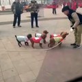 Just five poodles using a skipping rope 