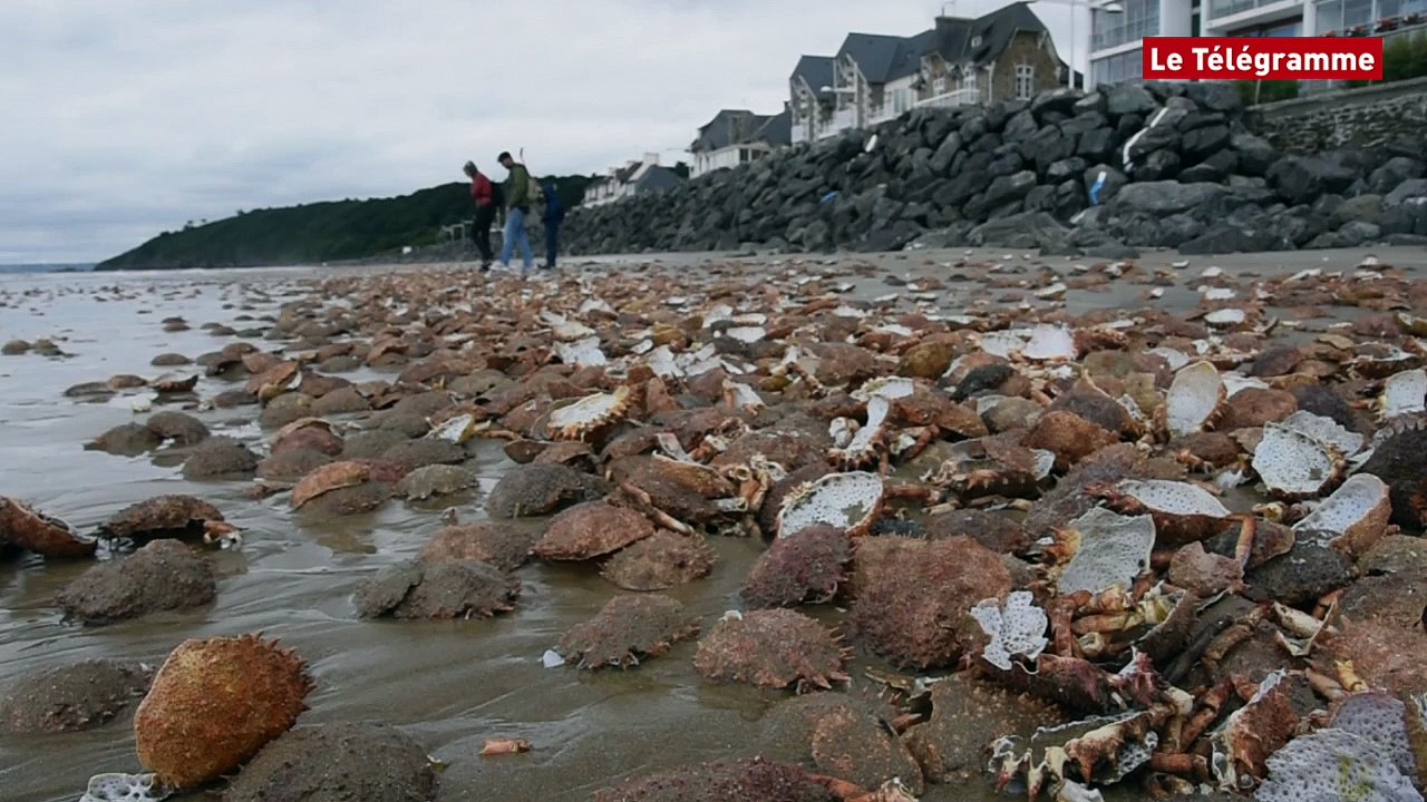 Plérin (22). A nouveau des araignées échouées aux Rosaires