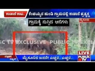 Alert! Wild Elephants Rampage In Mysore