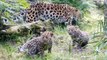 Two adorable rare Amur leopard cubs make German zoo debut