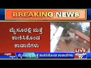 Mysore: Wild Elephants Peril  In Kempaiahna Hundi