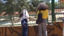 Gaziantep Hayvanat Bahçesi'ne Ziyaretçi Akını