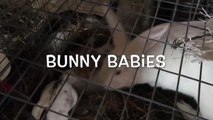 Bunny Babies - Cies
