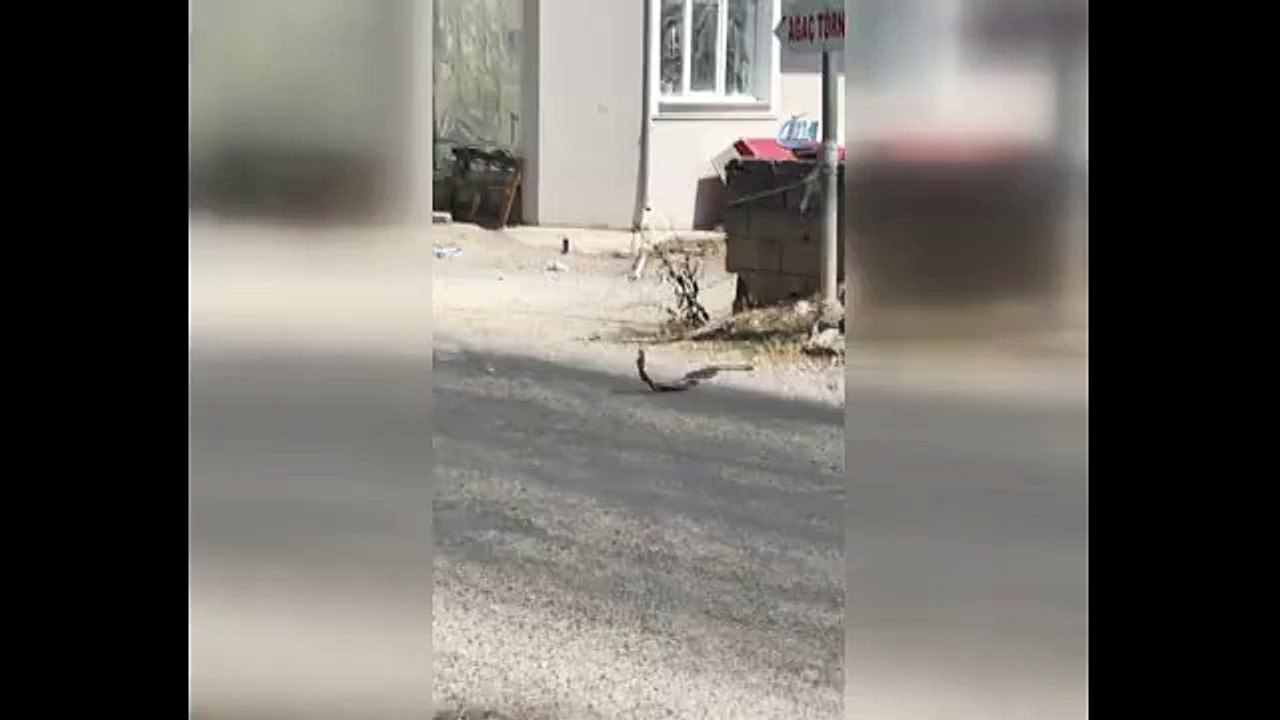 Yılanların dansı böyle görüntülendi