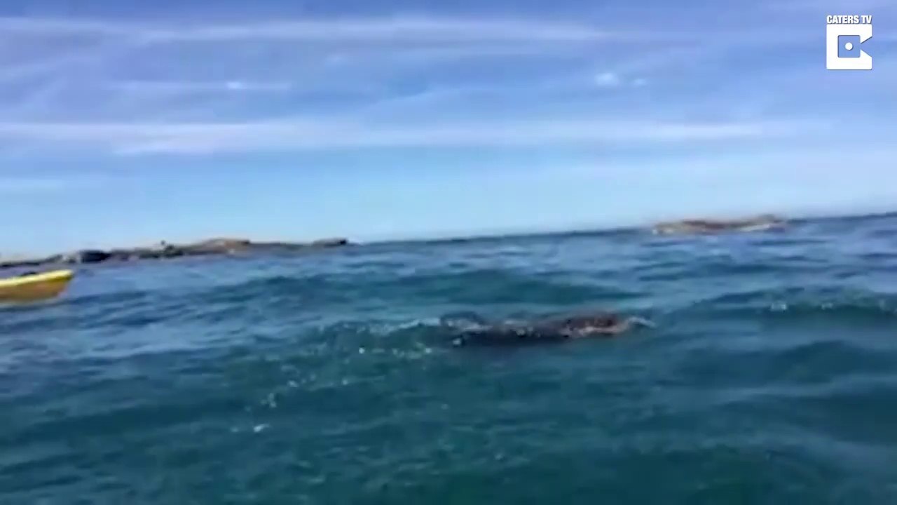 Combat violent entre un phoque et une pieuvre