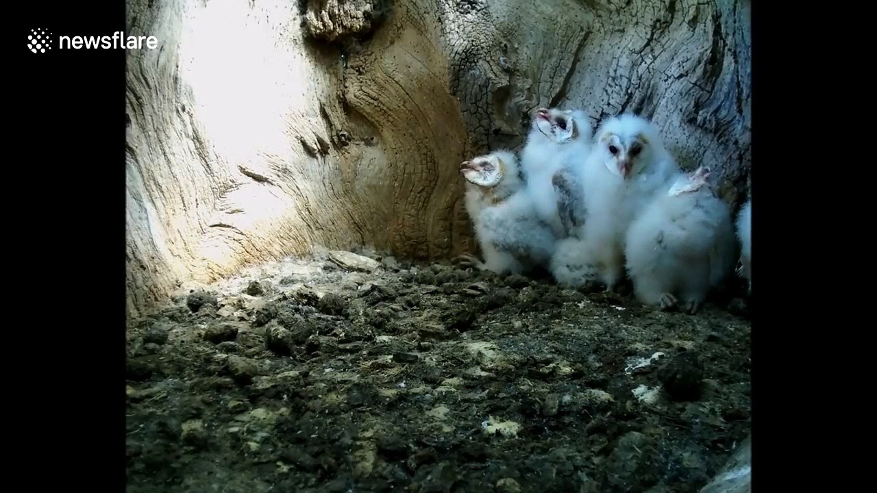 Barn owl chicks dealing with a heatwave