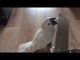 Cool Cockatoo Goes Biking