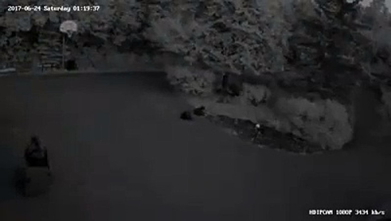 Cet ours brun joue avec une poubelle toute la nuit !