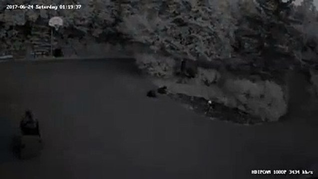 Cet ours brun joue avec une poubelle toute la nuit !