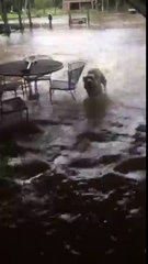 Ce chien ADORE son jardin inondé !